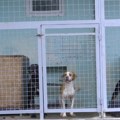 Psi u azilima treba da se osećaju zaštićeno, ko to kontroliše