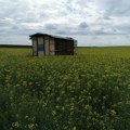Varga: Podbacio rod uljane repice u Subotičkom ataru (AUDIO)