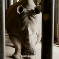 Životinje: Vantelesna oplodnja nosoroga – hoće li biti sačuvana retka vrsta