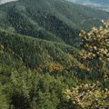 Papir koji ne ostavlja trag: Koliko reciklažom štitimo srpske šume?