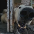 (VIDEO/FOTO) Polarni medvedi zauzeli napuštenu istraživačku stanicu na Arktiku - i odlično im je
