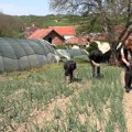 Virijevići iz Đurđevca kod Blaca porodično gaje i prerađuju voće i povrće