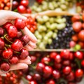 Stigle domaće trešnje, prva se zarumenela u Ritopeku: Cena na pijaci paprena