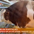 Bik Jablan od skoro 2 tone zvezda Sajma poljoprivrede! Vlasnik Radenko: "Ovo je skup sport, nekada smo imali 400 grla, sad…