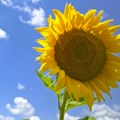 U Srbiji danas pretežno sunčano i toplije, najviša dnevna temperatura do 34 stepena