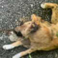 Irfan iz Prijepolja svoja dva psa pronašao mrtva, sumnja da su pretučeni i otrovani