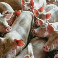 Afrička kuga svinja se širi na teritoriji Srbije: Za mesec i po bolest potvrđena u 814 gazdinstava