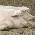 Svinjska kuga u Kragujevcu: Usmrćeno 125 svinja