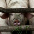 Afrička kuga svinja se ne smanjuje u Čačku, zaražene područje se širi
