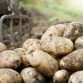 Rusija udvostručila izvoz krompira