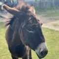 XVI Dan magarica u Rezervatu “Zasavica”: Svetkovina posvećena popularizaciji magarca i magarećih proizvoda