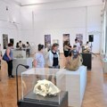 Svet pre civilizacije Fosili iz beogradskog Prirodnjačkog muzeja u Vršcu! Evo do kada će izložba biti otvorena (foto)