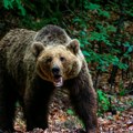Zgrabio je i nije puštao Medved teško povredio ženu, drama u Sloveniji