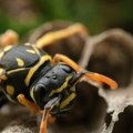 Subotića u panici, ispostavilo se bez razloga Zabrinuti ljudi prijavljivali džinovskog insekta, misleći da su stršljenovi…