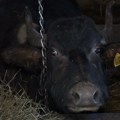Ove životinje su jako retke, a ovo srpsko selo je njima poslednje utočište: "Moraju ostati ovde"
