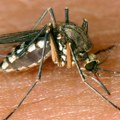 Komarci mogu biti najopasniji insekti na svetu