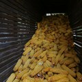 PKS: Kukuruz glavni izvozni adut Srbije na albanskom tržištu