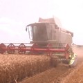 Počela žetva pšenice u južnom Banatu