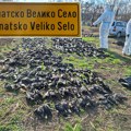 Više od 800 ptica i 20 srna uginulo za nekoliko dana: U selima kod Kikinde vanredno stanje, sumnja se da je neko hteo da…