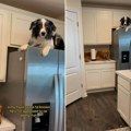 Ukrali hranu pa se popeli na frižider! Nije mogla da veruje šta su njeni psi uspeli da urade