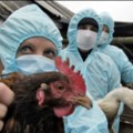 Ptičja gripa, krave muzare i rizici po ljude