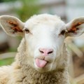 Kakva ljubav Čuvar stada ovo nije očekivao - ljudi na mrežama potpuno razneženi