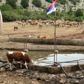 Ministarstvo poljoprivrede obezbedilo cisterne sa vodom za životinje na Suvoj planini