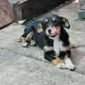 Luna traži svoju porodicu i dom – Ne kupuj, udomi za ljubav