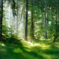 Srbija dobija novih 7.000 hektara šuma