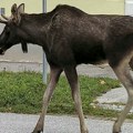 Okonačana velika potraga u Nemačkoj: Uhvaćen los Ervin koji je lutao Švarcavaldom