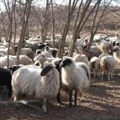 Fenomen u srpskom selu: U Padeju živi više ovaca nego ljudi, pašnjaci se čuvaju kao suvo zlato, a stočari planiraju ozbiljno…