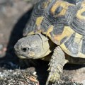 Stogodišnja kornjača po imenu Troter ponovo hoda nakon amputacije noge
