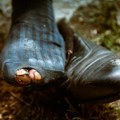 Zavirite u mozak monstruma: Spalio majku (80), pa došao na suđenje bos i vikao rečenice od kojih podilazi jeza