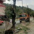 “Majdanpečki Goran Vesić je posekao stabla uz koja su generacije porasle”: Martin Bežinarević za Danas o seči stabala…