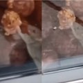 Zatvorena radnja u kojoj je miš grickao kobasicu: Vlasnik lokala sa Vidikovca reagovao kada se pojavio grozan snimak (video)