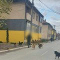 Čopor napuštenih pasa plaši roditelje dok deca prolaze putem do škole u Radničkom naselju