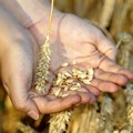 Pad cena zlata i pšenice