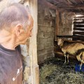 Usred zime zmija otrovnica ubila ovcu u domaćinstvu Ćirovića! Ovo ne pamte ni najstariji meštani: "Nije bilo spasa!"