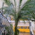 Škola u Aleksincu pored bubnjeva i benda, ima i pravu palmu
