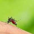 Povećan broj komaraca koji izazivaju denga groznicu: "Potencijal za širenje je zabrinjavajući"