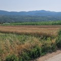Raport sa "žitnih polja"! Olivera Gavrilović: Uskoro žetva, pšenica se "dobro oseća", kukuruz napreduje!