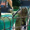 Upoznajte foku berta koji "razmišlja stomakom" Atrakcija Beogradskog zoo vrta uspela da oduševi sve: Najviše voli odmara, a…