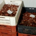 Otac utvrdio da sin prodaje zaraženo meso Detalji užasa u Ćićevcu - umesto da ga prijavi, on mu pomogao!