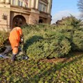 Orezivanje ruža i oblikovanje šiblja širom grada