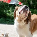 Šta znači izraz "pasja vrućina"? Izreka zbunila mnoge, evo kakve veze ima sa kućnim ljubimcima