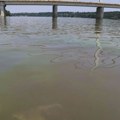 Monstrum iz reke izronio! Strašan snimak iz Srbije kruži mrežama, ovakav momenat se retko viđa