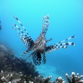 Mladi Novosađanin ulovio ribu lava na crnogorskoj plaži: Opasan predator "hara" u Jadranu