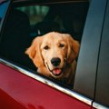 Zasto psi vole da drže glavu kroz prozor automobila? Razlog je drugačiji nego što mislite