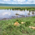 Deset mrtvih lavova pronađeno u rezervatu prirode u Tanzaniji, sumnja se na trovanje