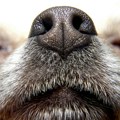 Psi vas njuše „tamo dole“ – veterinari objasnili zašto